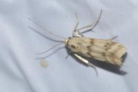 Homoeosoma sinuella