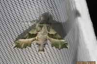 Proserpinus proserpina