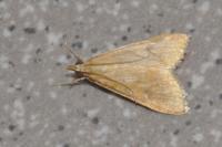 Sitochroa verticalis