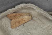 Mythimna vitellina