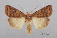 Diarsia rubi