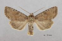 Fissipunctia ypsillon