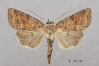 Parastichtis suspecta