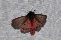 Phragmatobia fuliginosa