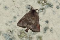 Clostera pigra