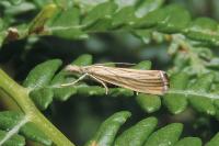 Agriphila straminella