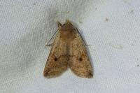 Leptologia blidaensis