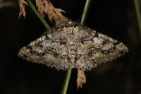 Cleorodes lichenaria