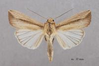 Leucania loreyi