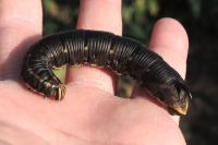 Agrius convolvuli