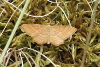 Idaea ochrata