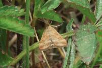 Pyrausta despicata