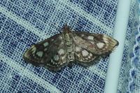 Anania coronata