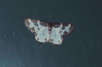 Lomaspilis marginata