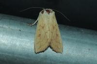 Mythimna vitellina