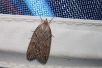 Pachycnemia hippocastanaria hippocastanaria
