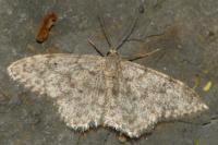 Idaea