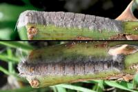 Odonestis pruni