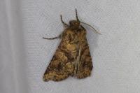 Conisania luteago olbiena