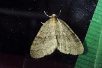 Operophtera brumata