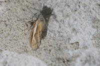 Agriphila tristella