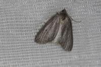 Pachycnemia hippocastanaria hippocastanaria