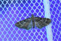 Gymnoscelis rufifasciata