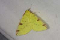 Opisthograptis luteolata