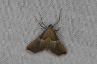 Endotricha flammealis