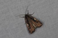 Xestia c-nigrum