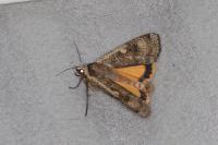 Noctua pronuba