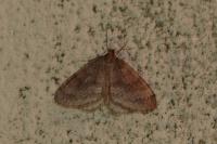 Operophtera brumata