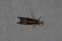 Catoptria verellus