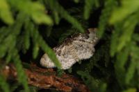 Idaea rusticata
