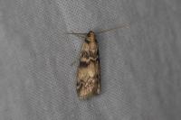 Euzophera pinguis