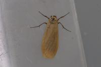 Katha depressa
