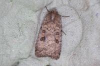 Caradrina morpheus