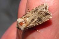 Agrotis vestigialis