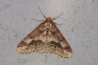Erannis defoliaria