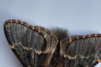 Poecilocampa populi populi