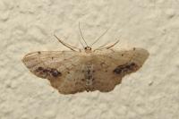 Idaea dimidiata