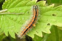 Acronicta albovenosa