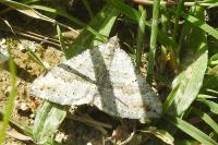 Scotopteryx bipunctaria