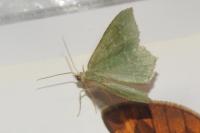 Hemithea aestivaria
