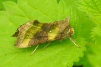 Diachrysia chrysitis