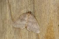 Operophtera brumata