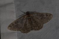 Alcis repandata