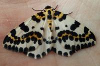 Abraxas grossulariata