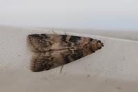 Euzophera pinguis