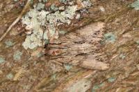 Apamea monoglypha monoglypha